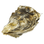 Oyster_adobe_express